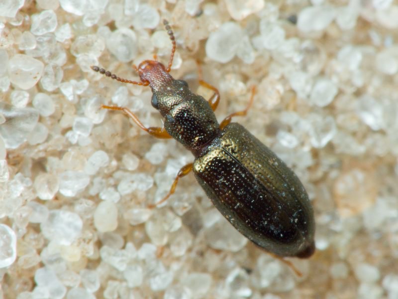 Salpingus planirostris (Fabricius, 1787)